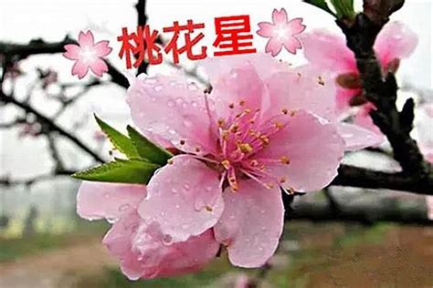 八字如何看桃花|八字中的桃花怎么看？(八字桃花类型有哪些)